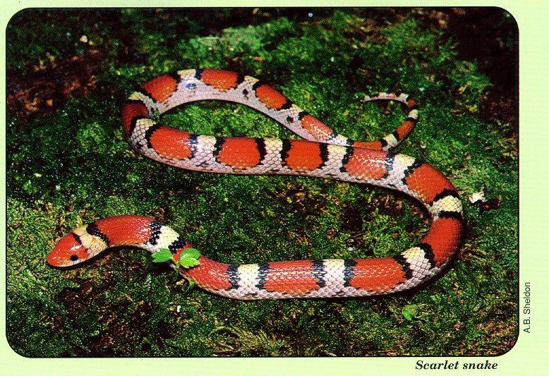 arwl293 Northern scarlet snake.jpg