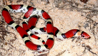 scarlet snake.jpg