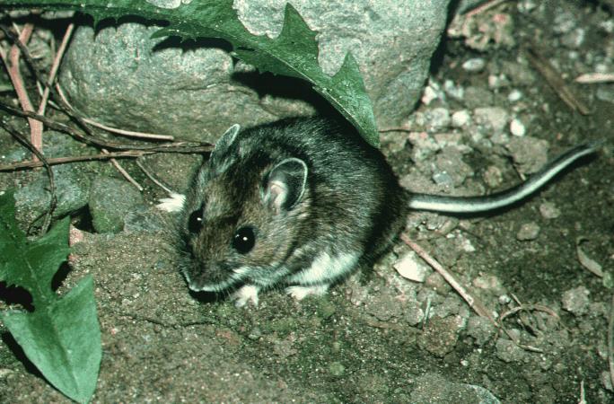 deer mouse-Peromyscus maniculatus-on ground.jpg