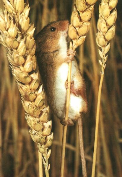 Harvest Mouse 0.jpg