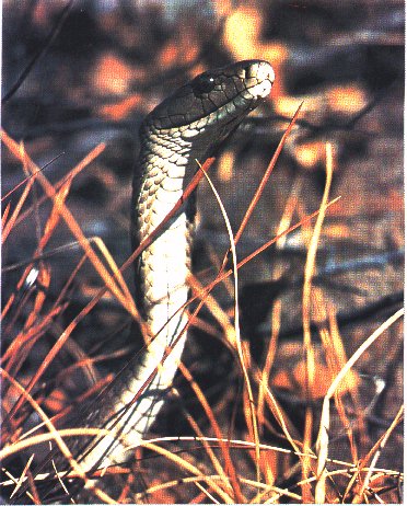 Snake-Black Mamba-Standing Up Head.jpg
