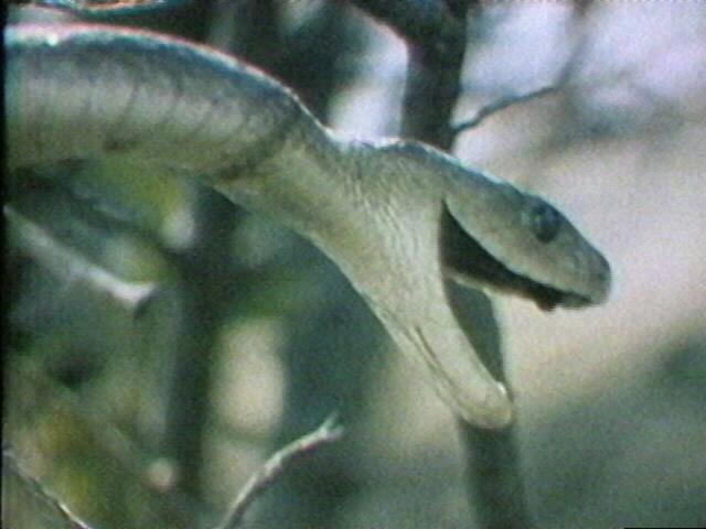 Green Mamba Snake-Wide Mouse-Head Closeup.jpg