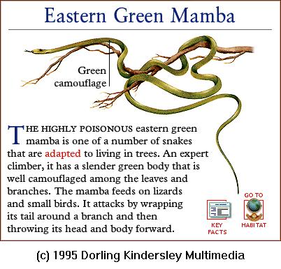 DKMMNature-Reptile-EasternGreenMamba.gif