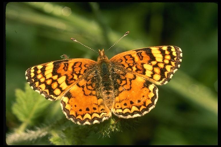 butterfly-200024.jpg
