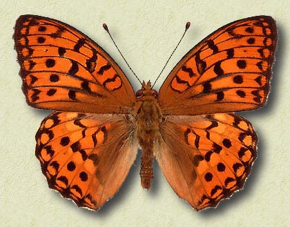 00005-Brown Butterfly.jpg