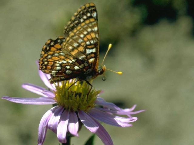 Anin0007-Butterfly On Flower-Yellow Antenna.jpg