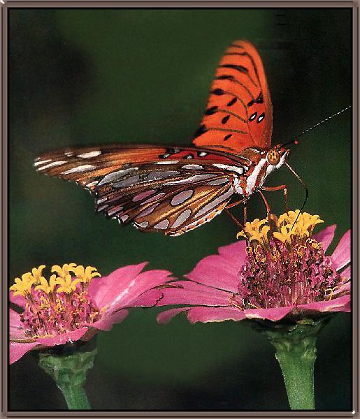 Gulf Fritillary Butterfly 01.jpg
