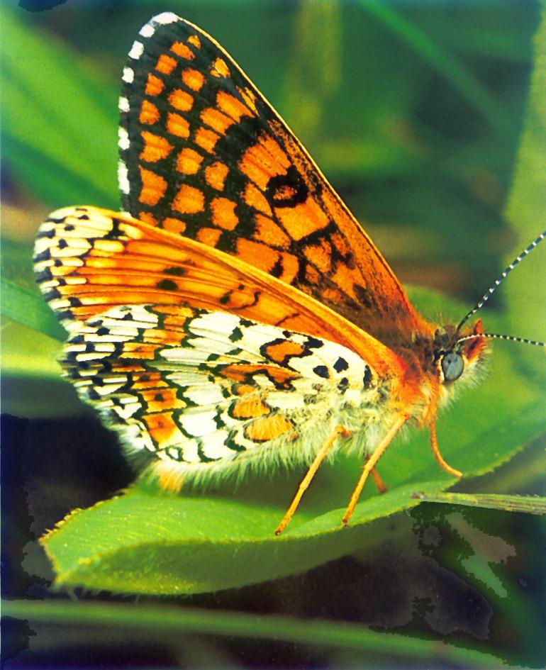 Glanville Fritillary Butterfly-sitting on leaf-closeup.jpg