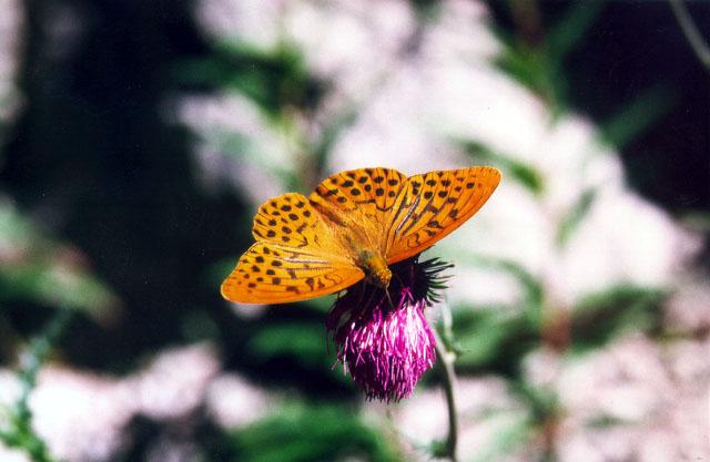 Tiny Beasty-Argynnis paphia 1-Silver-washed Fritillary Butterfly.jpg