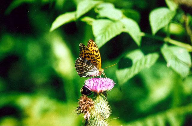 Tiny Beasty-Argynnis paphia 3-Silver-washed Fritillary Butterfly.jpg