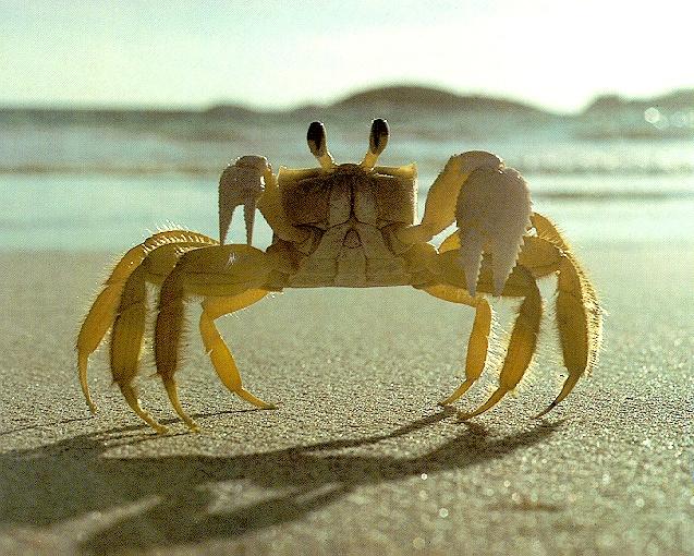 American Ghost Crab 02-walking on beach.jpg