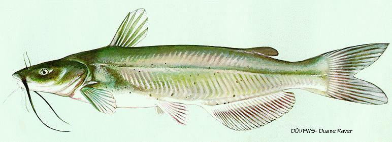 Channel Catfish-painting by Duane Raver.jpg