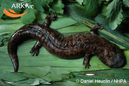 Chinese-giant-salamander-on-leaves.jpg