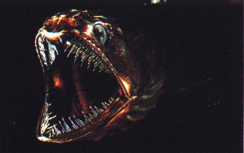 anm14-Deep Ocean Fish-Large Mouth-Fangtooth.jpg