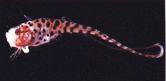 anm15-Deep Ocean Fish-Gulper Eel.jpg