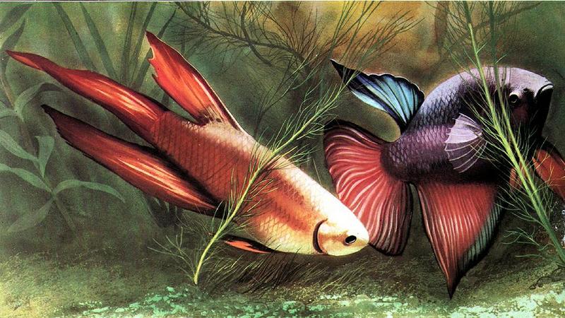 Ds-Animal D009 - Betta-or-Siamese Fighting Fishes-pair.jpg