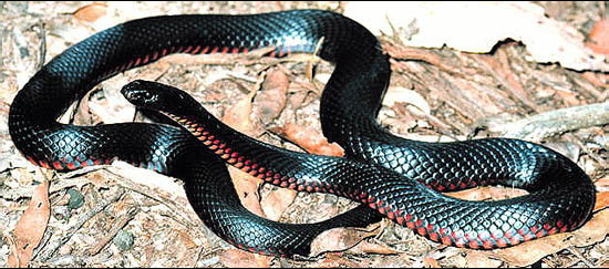 Red-bellied Black Snake (Pseudechis porphyriacus), Australia.jpg