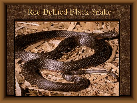 img041 Red-bellied Black Snake.jpg