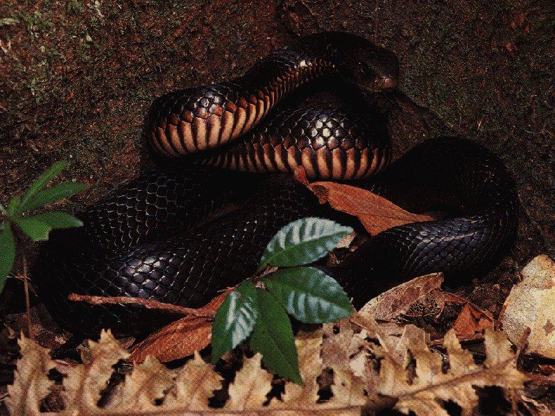 Red-bellied Black Snake Stanley.jpg