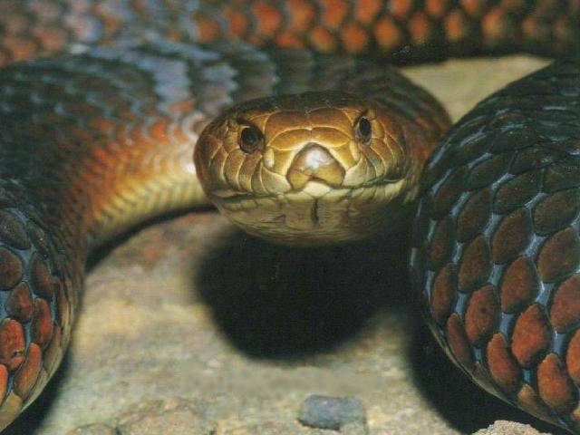 Redbelly Black Snake-Red-bellied Black Snake-closeup.jpg