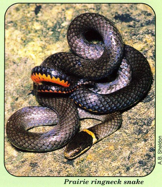 arwl293 Prairie ringneck snake.jpg