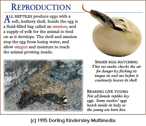 DKMMNature-Reptile-RatSnake-Hatching.gif