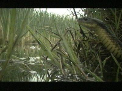 Tiger Rat Snake002-Head Closeup.jpg