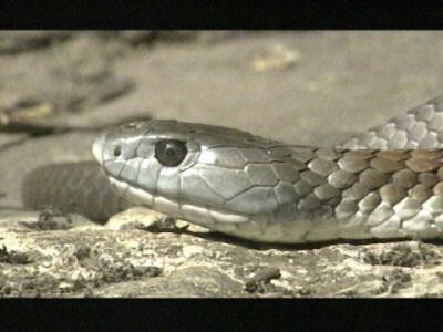 Tiger Rat Snake003-Face Closeup.jpg