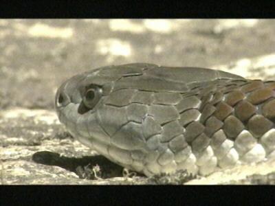 Tiger Rat Snake004-Face Closeup.jpg
