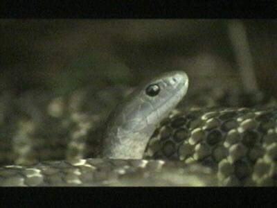 Tiger Rat Snake005-Coiled-Closeup.jpg