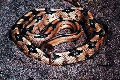 Snake-Trans-pecos Ratsnake.jpg