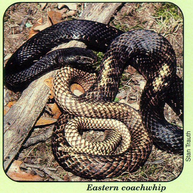 arwl293 Eastern Coachwhip Snake.jpg
