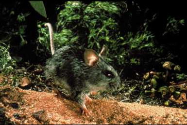 Western Mouse (Pseudomys occidentalis), Australia.jpg