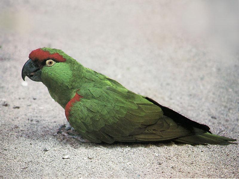 Thick-billed Parrot 01-sitting on sand ground.jpg