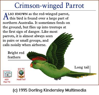 DKMMNature-Bird-Crimson-winged Parrot.gif