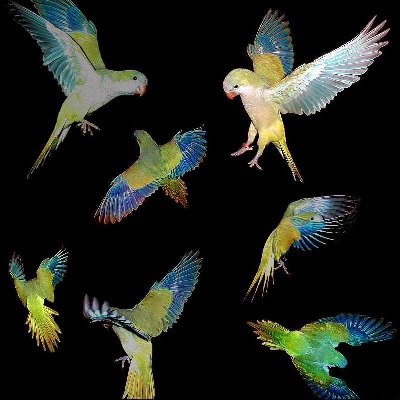 flight-Quaker Parrot-various poses of flights.jpg