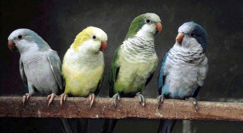 qkrs4colors-Quaker Parrots-lineup on bar.jpg