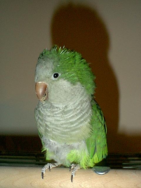 Curley1-Quaker or Monk Parrot-sitting on bar.jpg