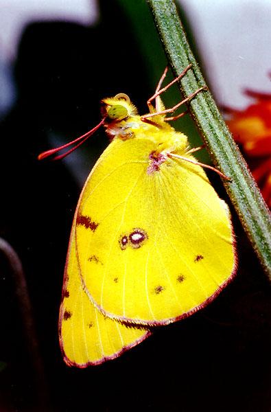 Tiny Beasty-Colias crocea1-Clouded Yellow Butterfly.jpg