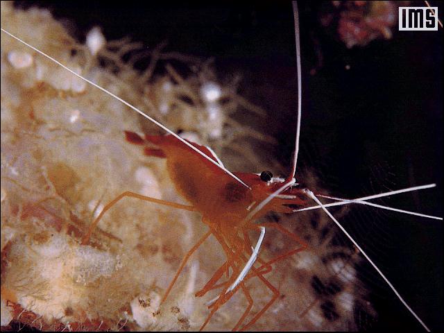 Red Shrimp 039-Scarlet Cleaner Shrimp-closeup.jpg