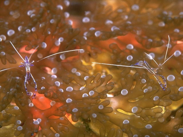 Periclimenes pedersoni-Pederson Cleaner Shrimps-pair on Sea Anemone.jpg
