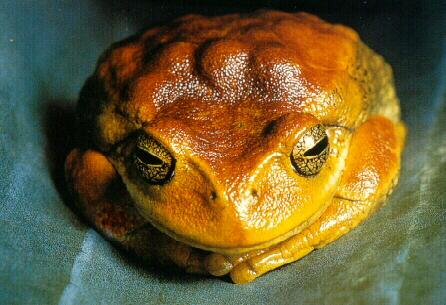 frog9959-Marsupial Frog.jpg