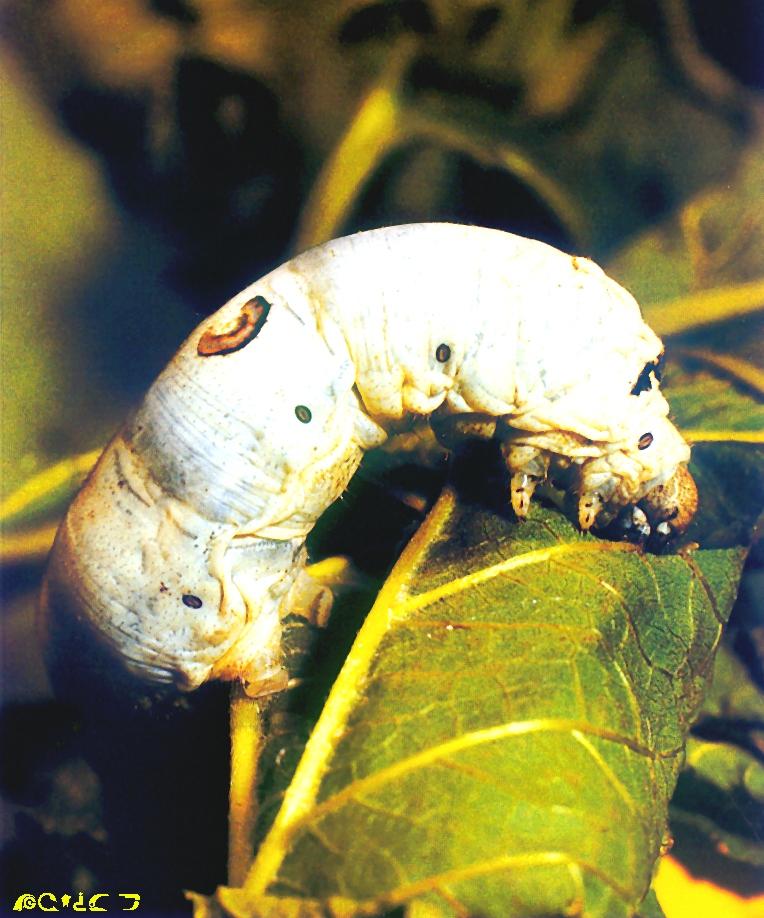 Silk Moth-Silkworm-eating leaf.jpg