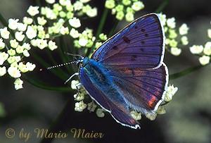 Tiny Beasty-Heodes alciphron-Purple-shot Copper Butterfly.jpg
