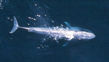 Blue Whale.jpg