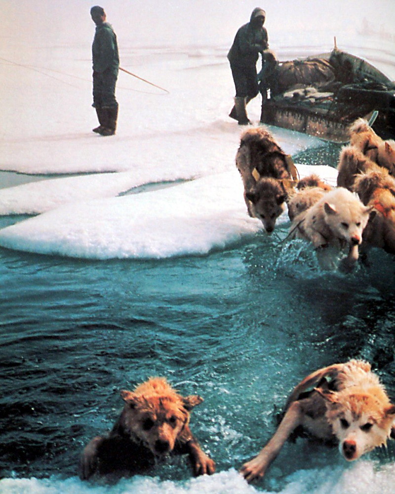 Dogs crossing gap in ice, Greenland.jpg