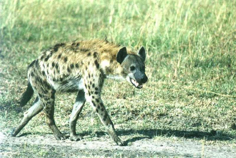 Safari14 - Spotted Hyena.jpg