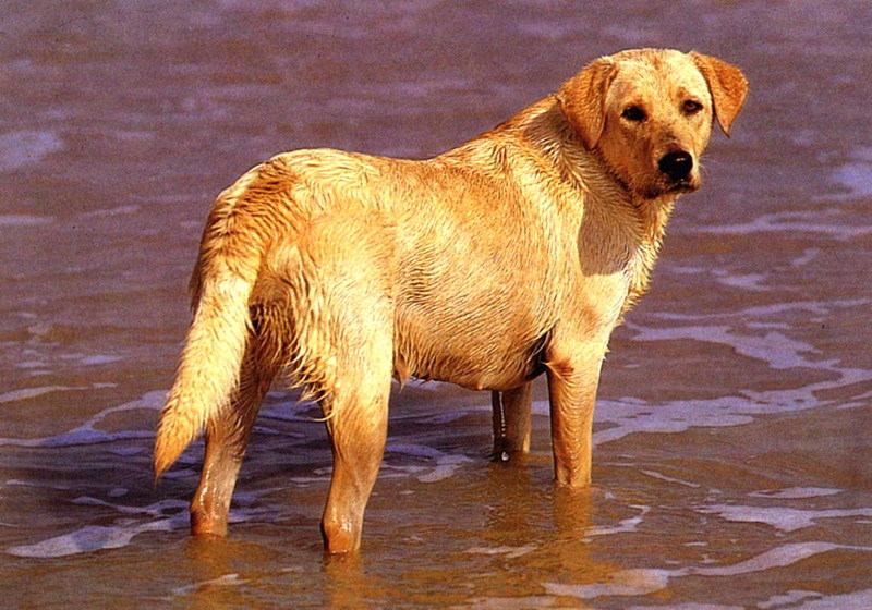 Wet Labrador Retriever.jpg