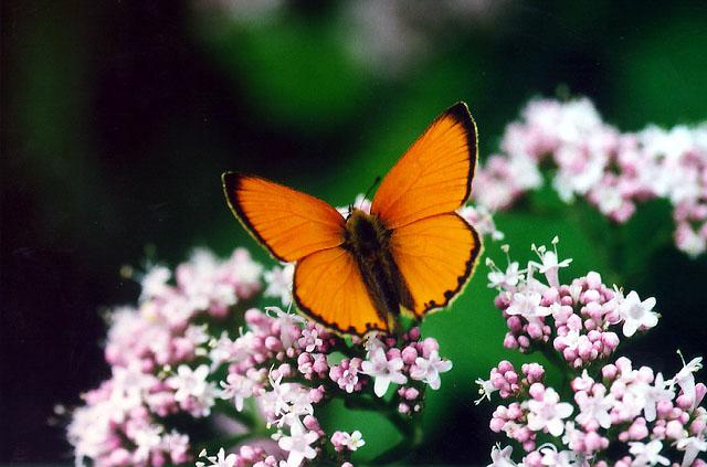 Tiny Beasty-Lycaena virgaureae 1-Scarce Copper Butterfly.jpg