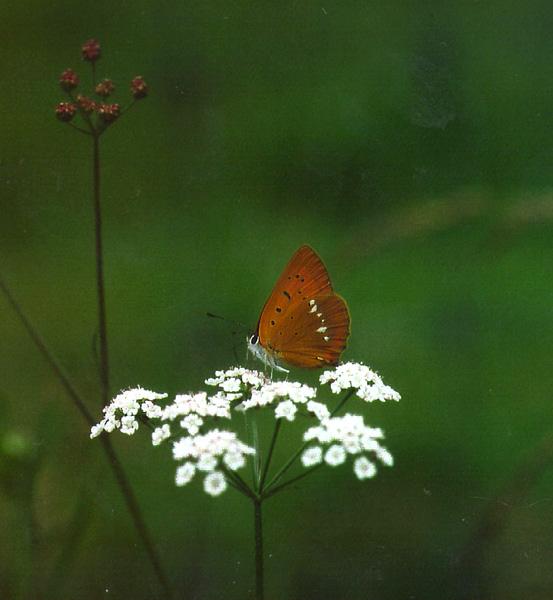 Tiny Beasty-Lycaena virgaureae 2-Scarce Copper Butterfly.jpg